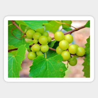 Grapes Sticker